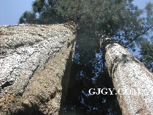 世界上最大的树种-美洲杉