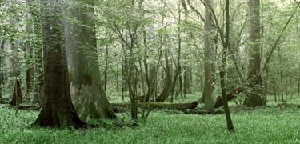 Congaree國家公園