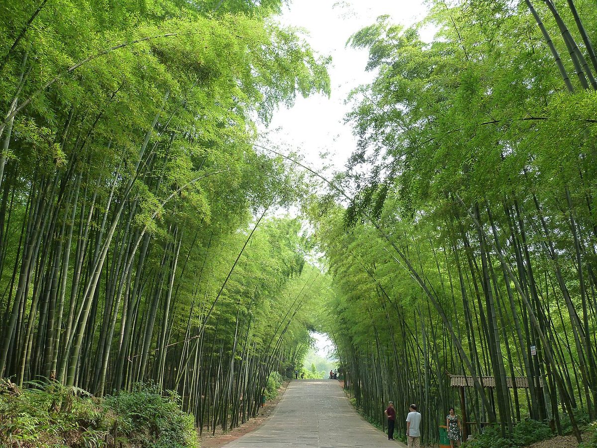 蜀南竹海